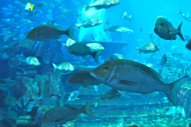 Chambers of Aquarium Dubai