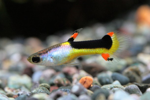 Dubai Aquarium Colorful Fish
